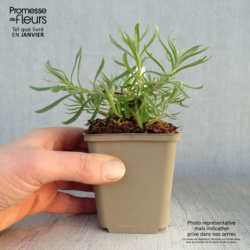 Example of Lavande Arctic Snow - Lavandula angustifolia Kweekpotje van 8/9 cm as you get in hiver