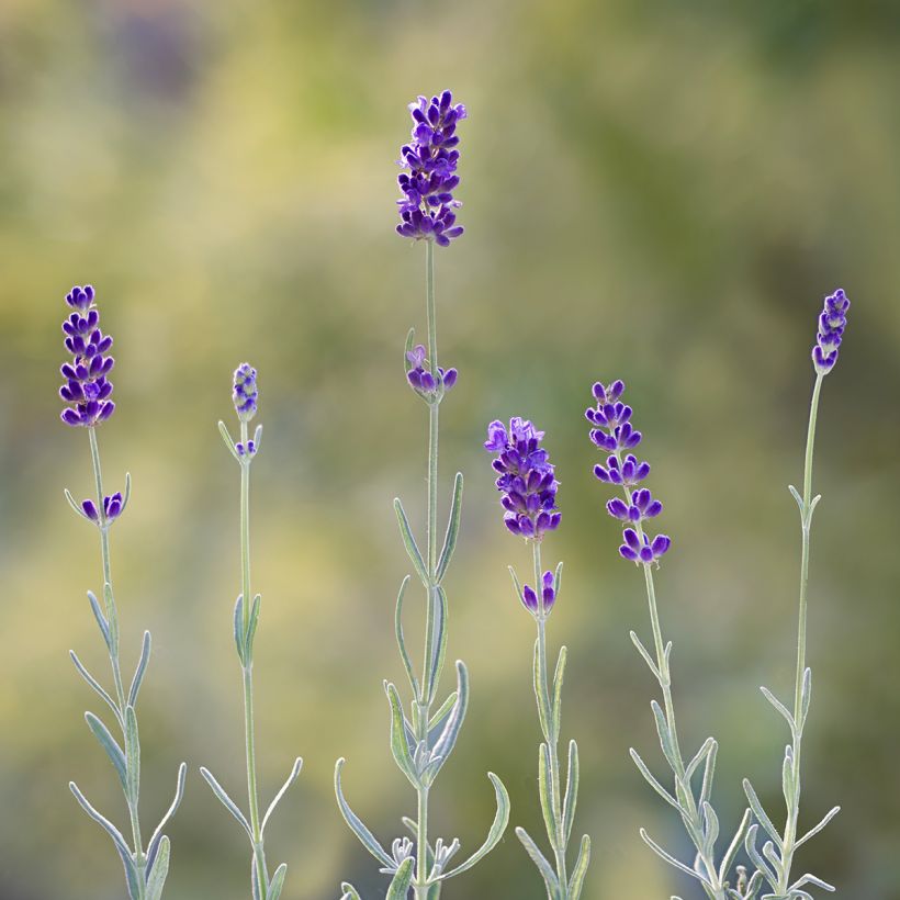 Lavandula angustifolia Hidcote (zaad) - Echte lavendel (Flowering)