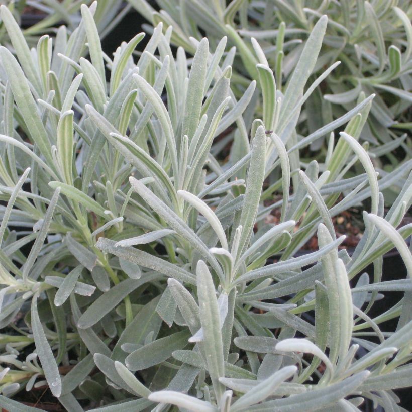 Lavandin Phenomenal Niko - Lavandula intermedia (Foliage)