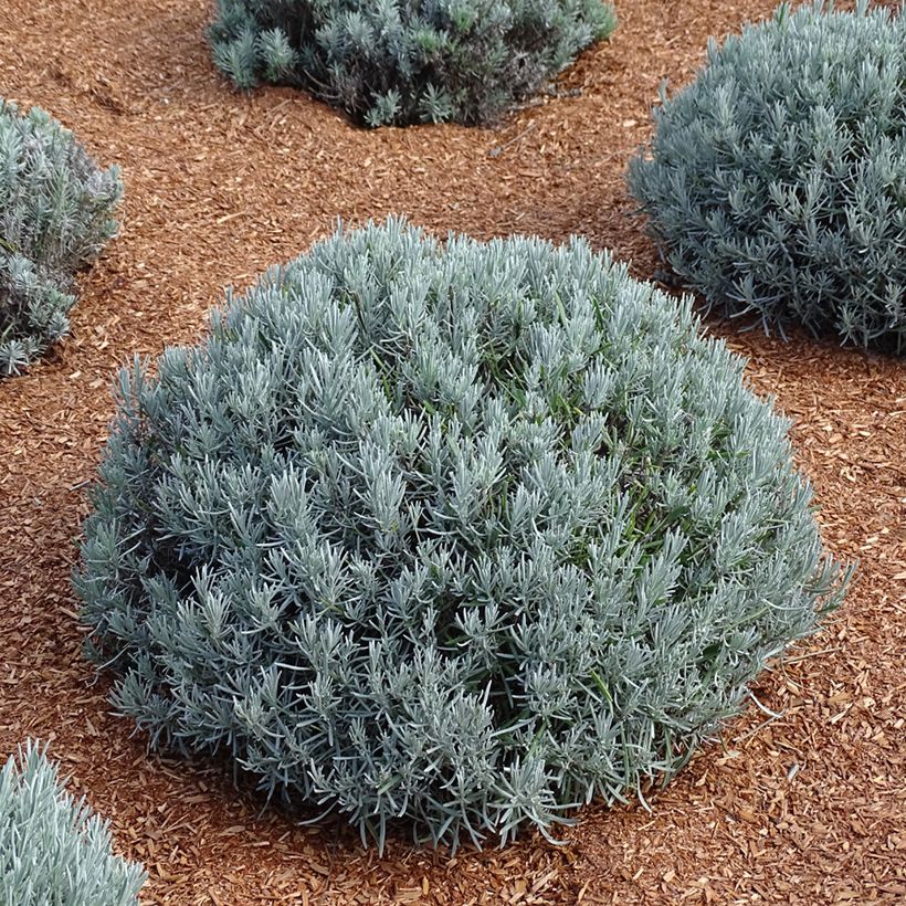 Lavandin Phenomenal Niko - Lavandula intermedia (Groeiplaats)