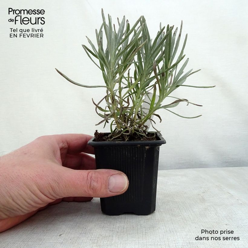 Example of Lavandin Phenomenal Niko - Lavandula intermedia Kweekpotje van 8/9 cm as you get in hiver