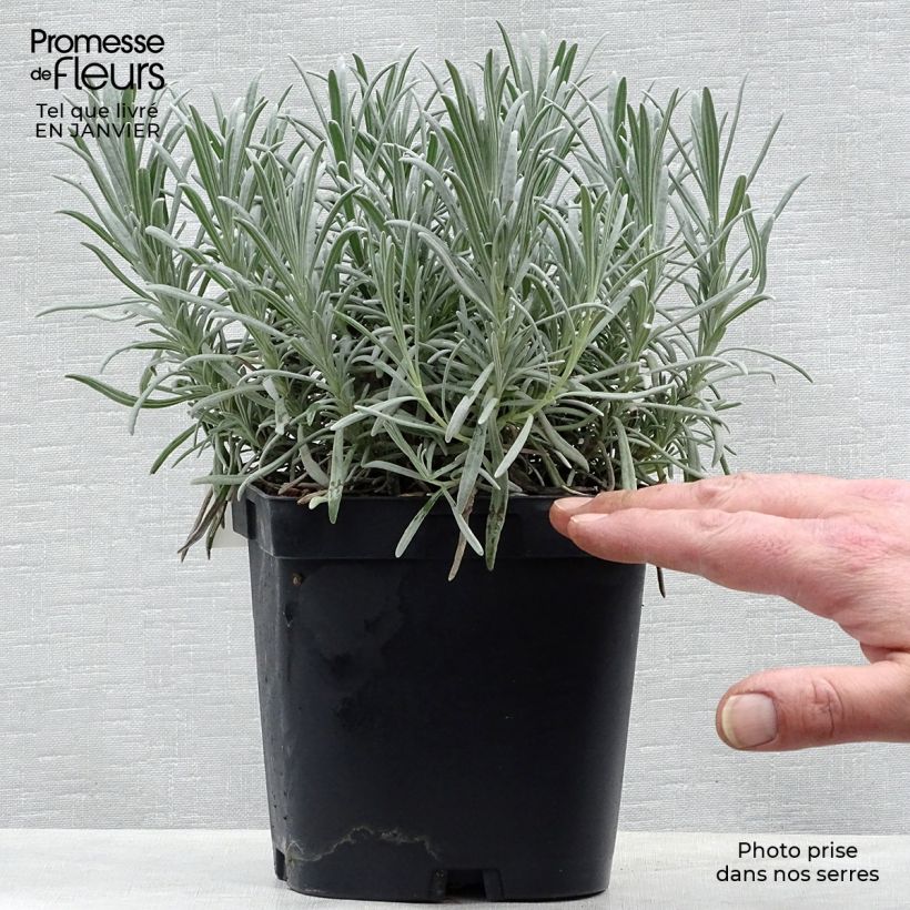 Example of Lavandin Phenomenal Niko - Lavandula intermedia Pot van 2 l/3 l as you get in hiver