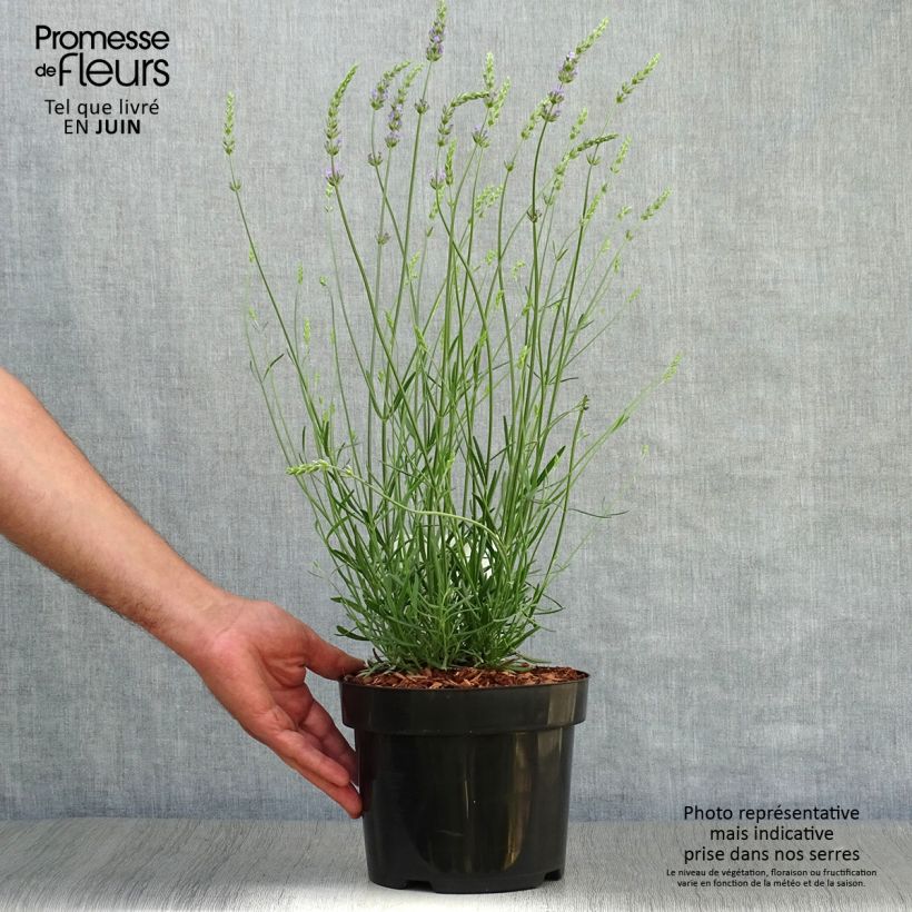 Exemplaar van Lavandin Phenomenal Niko - Lavandula intermedia Pot van 2 l/3 l zoals geleverd in de zomer
