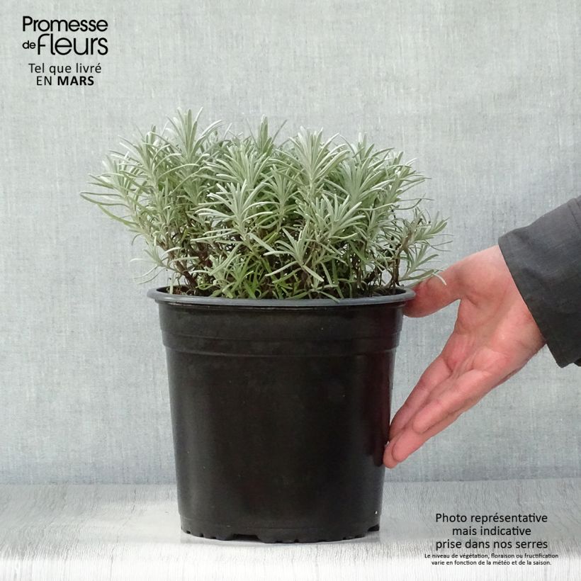 Exemplaar van Lavandin Phenomenal Niko - Lavandula intermedia Pot van 4 l/5 l zoals geleverd in de lente
