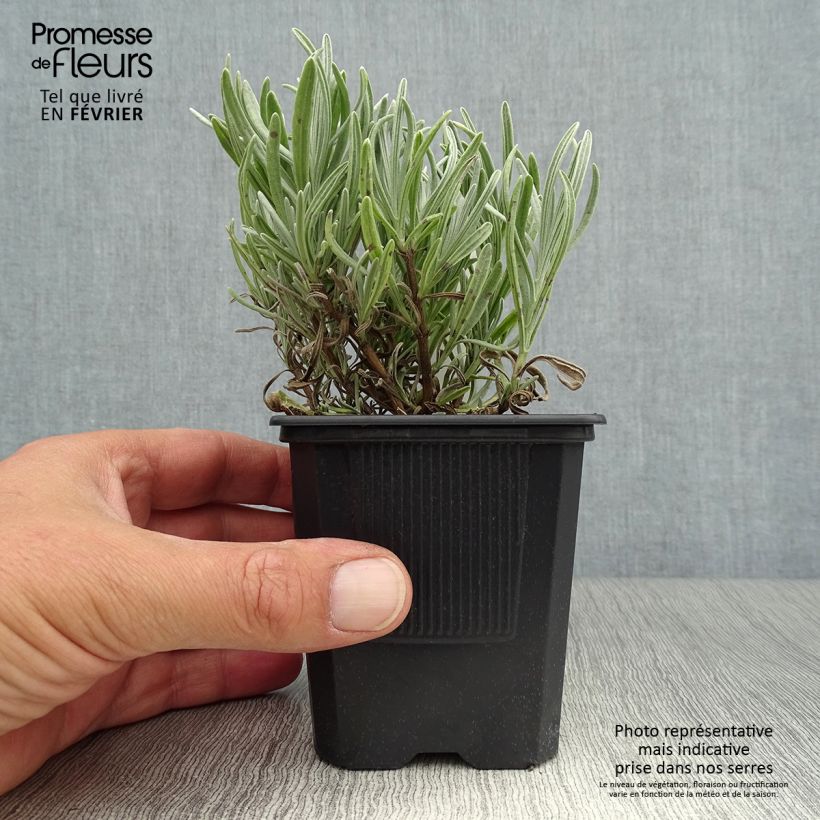 Exemplaar van Lavandin Platinum Blonde - Lavandula intermedia Kweekpotje van 8/9 cm zoals geleverd in de herfst