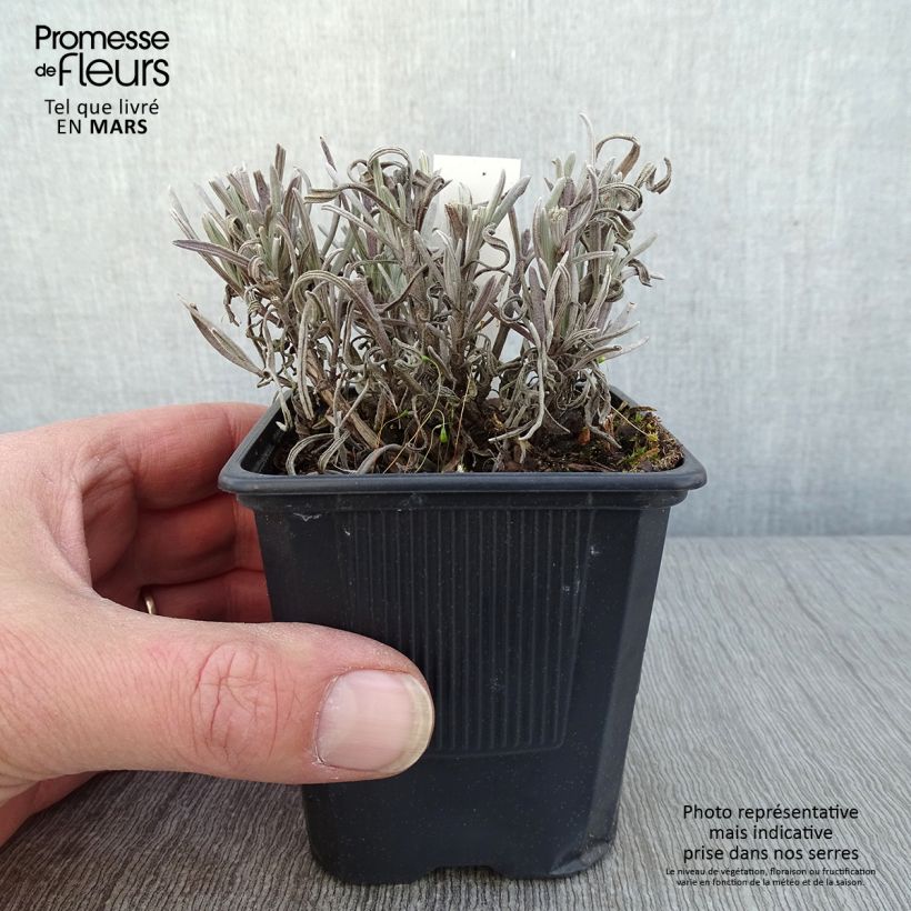 Example of Lavandin Platinum Blonde - Lavandula intermedia Kweekpotje van 8/9 cm as you get in hiver