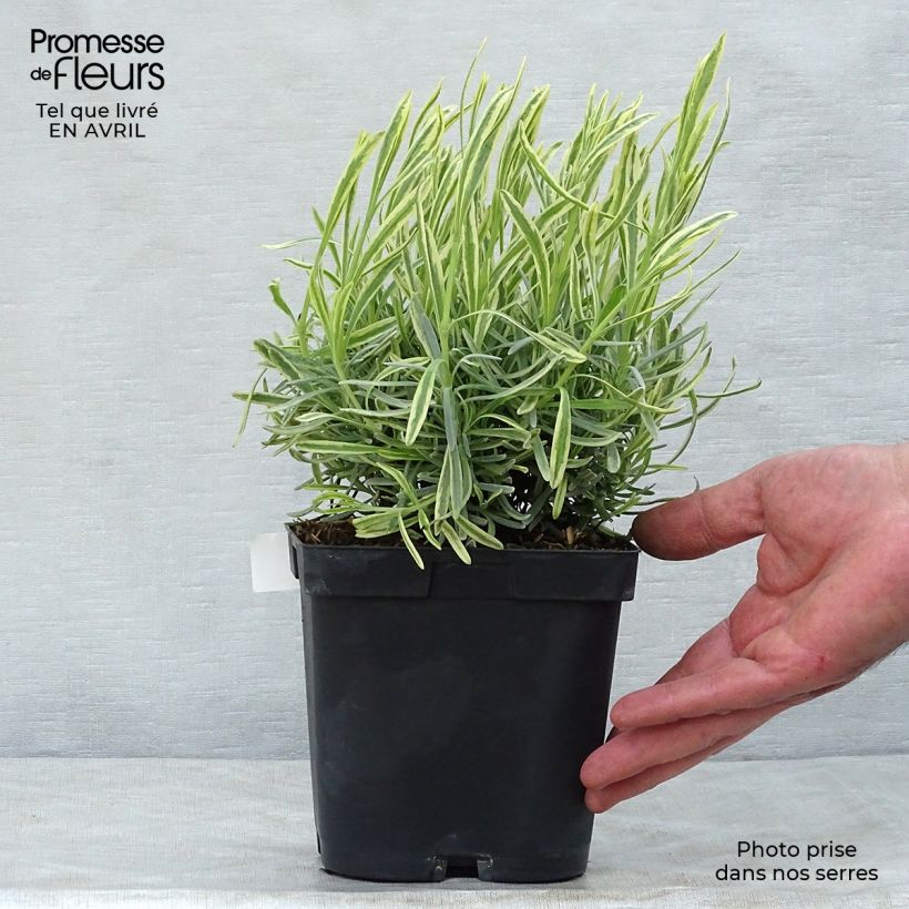Exemplaar van Lavandin Platinum Blonde - Lavandula intermedia Pot van 1,5 l/2 l zoals geleverd in de lente
