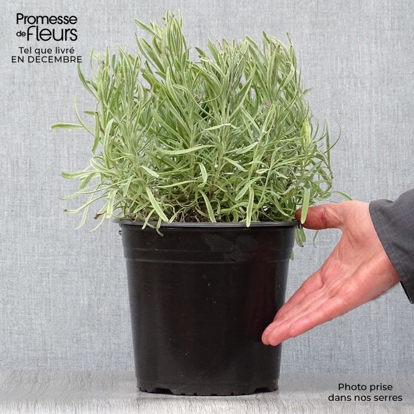 Example of Lavandin Platinum Blonde - Lavandula intermedia Pot van 4 l/5 l as you get in hiver