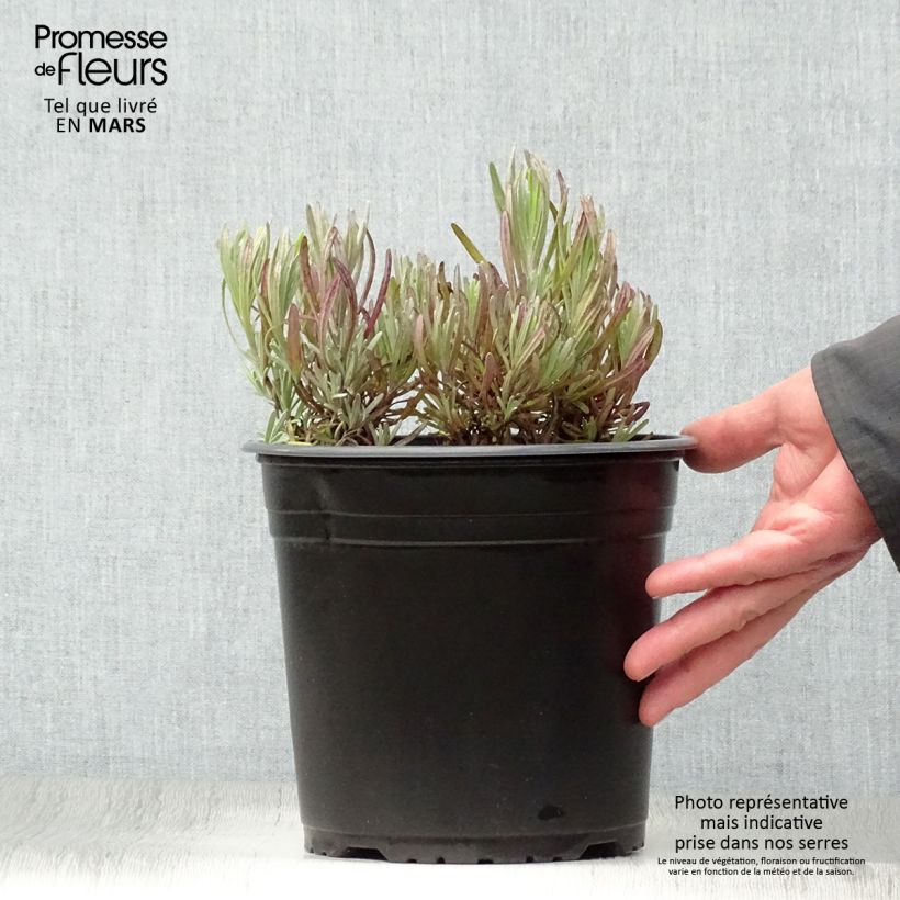 Exemplaar van Lavandin Platinum Blonde - Lavandula intermedia Pot van 4 l/5 l zoals geleverd in de lente