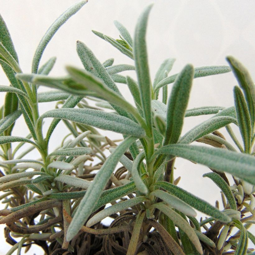 Lavendel Richard Gray (Foliage)