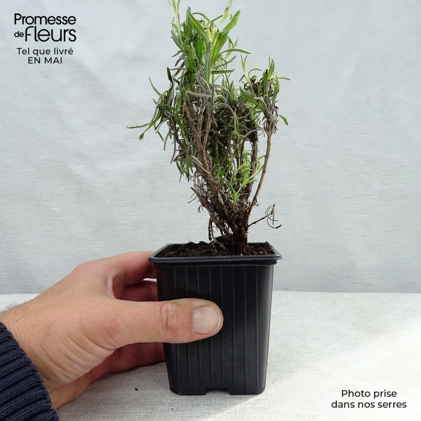 Exemplaar van Echte lavendel - Lavandula angustifolia Kweekpotje van 7/8 cm zoals geleverd in de lente