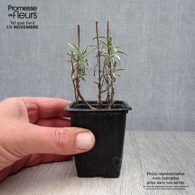 Exemplaar van Echte lavendel - Lavandula angustifolia Kweekpotje van 7/8 cm zoals geleverd in de herfst
