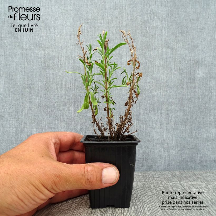 Exemplaar van Echte lavendel - Lavandula angustifolia Kweekpotje van 7/8 cm zoals geleverd in de zomer
