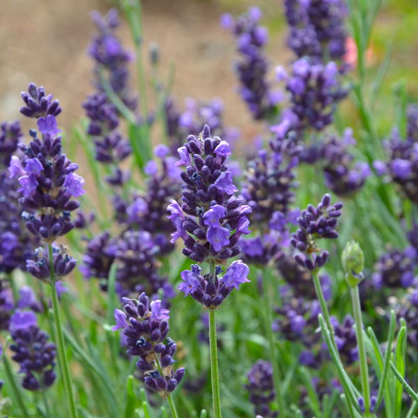Echte lavendel - Lavandula angustifolia (Bloei)