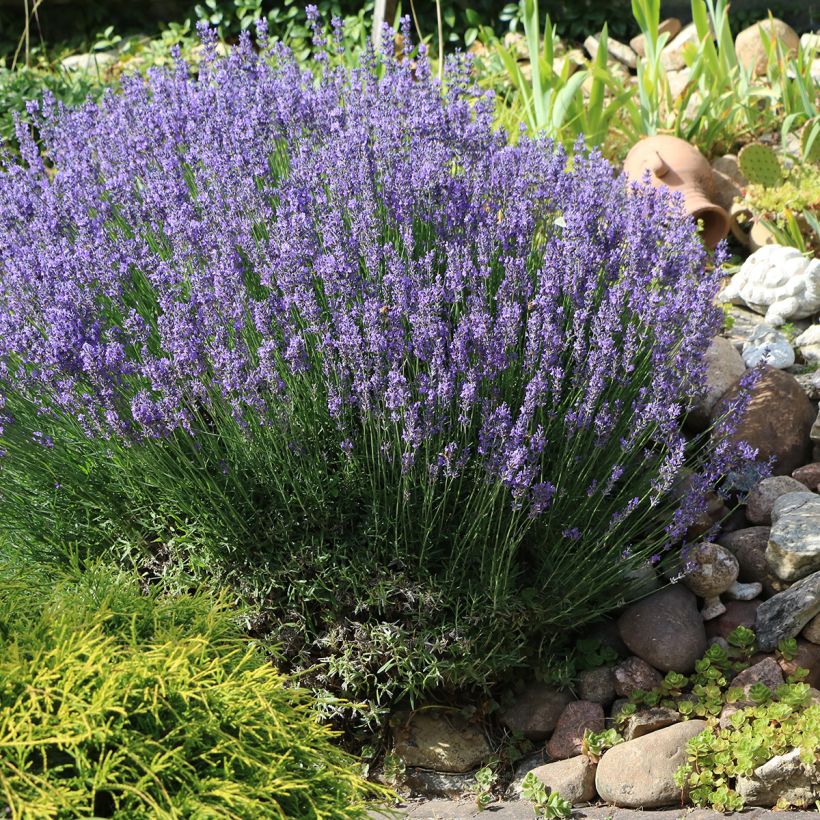 Echte lavendel - Lavandula angustifolia (Groeiplaats)