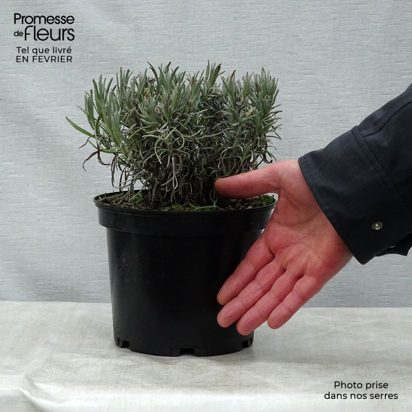 Example of Lavande angustifolia Munstead Pot van 2 l/3 l as you get in hiver
