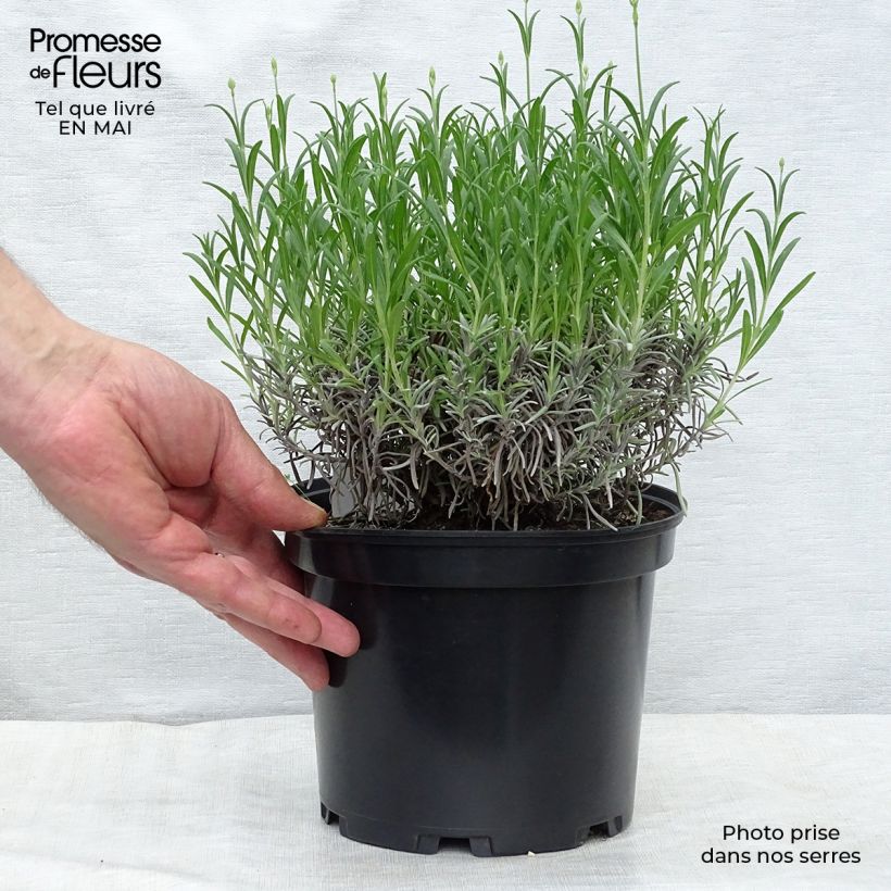 Exemplaar van Lavendel Munstead - Lavandula angustifolia Pot van 2 l/3 l zoals geleverd in de lente