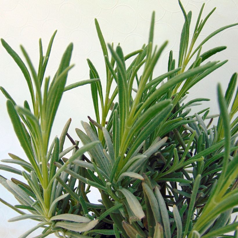 Lavendel Silbermöwe - Lavandula angustifolia (Foliage)