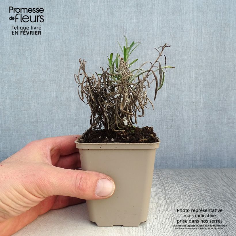 Example of Lavande angustifolia Silbermöwe Kweekpotje van 8/9 cm as you get in hiver