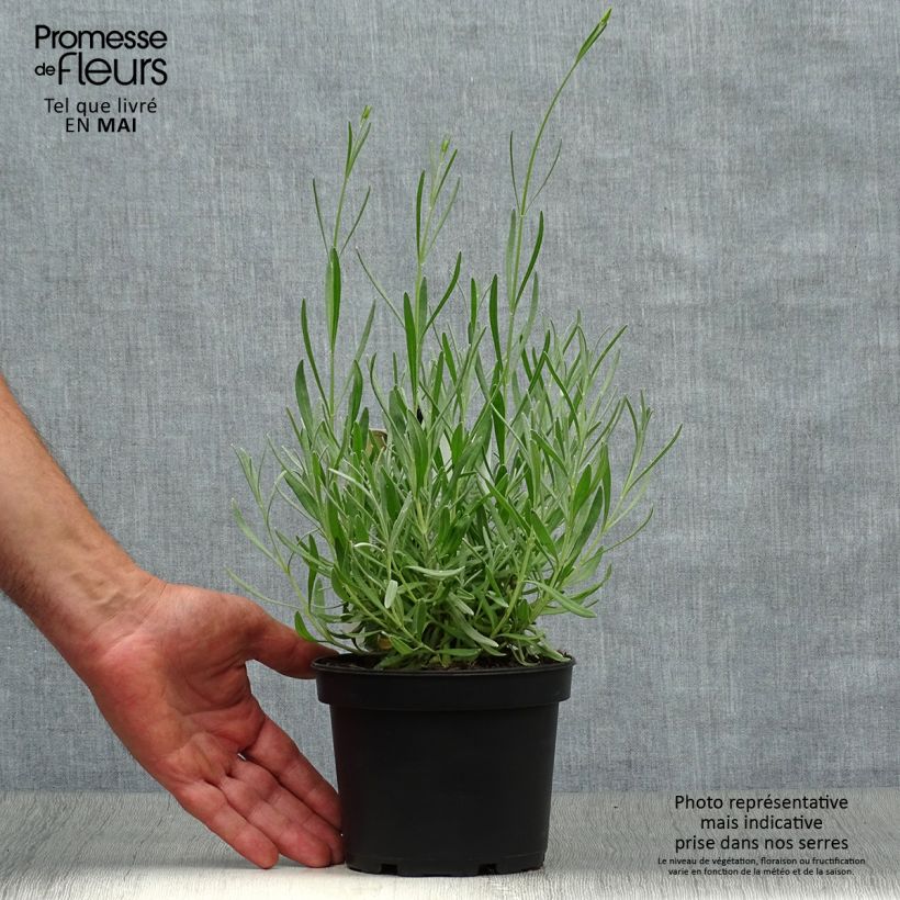 Exemplaar van Spijklavendel - Lavandula latifolia Pot van 1,5 l/2 l zoals geleverd in de lente