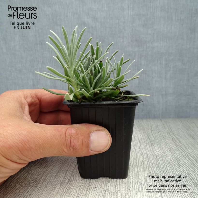 Exemplaar van Lavandin Grosso - Lavandula intermedia Kweekpotje van 7/8 cm zoals geleverd in de zomer