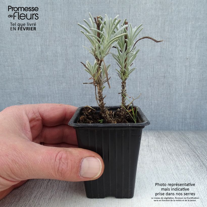 Example of Lavande intermedia Grosso - Lavandin Kweekpotje van 7/8 cm as you get in hiver