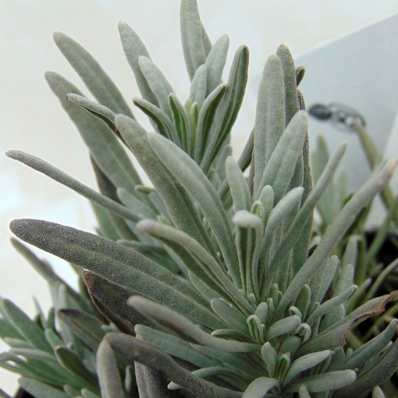 Lavandin Edelweiss - Lavandula intermedia (Foliage)