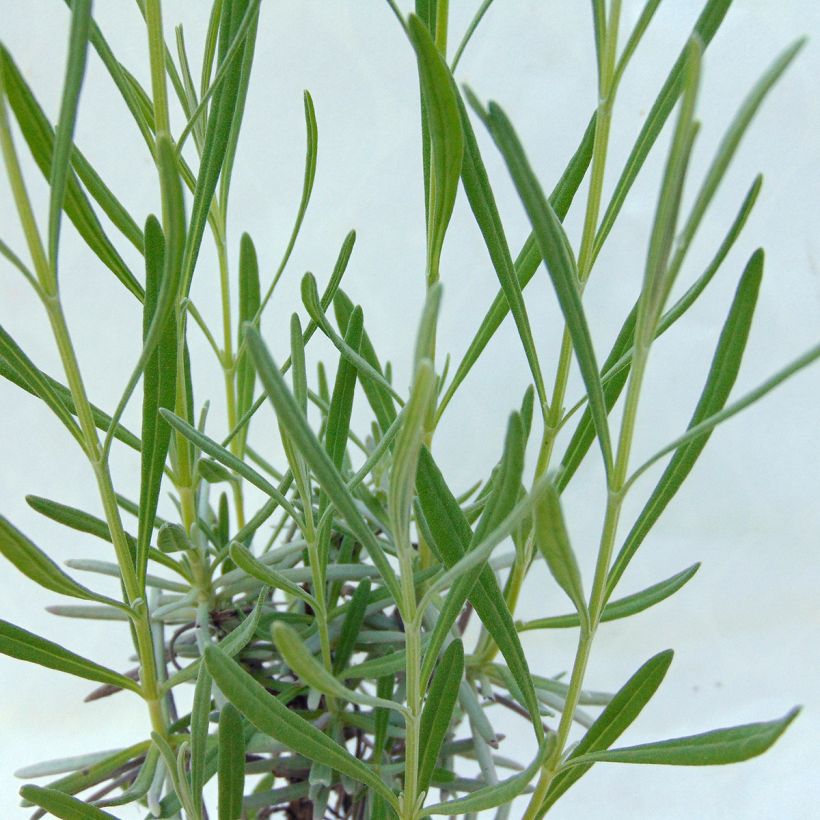 Lavandin Grosso - Lavandula intermedia (Foliage)