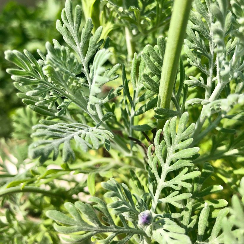 Lavandula pinnata var. pinnata - Veerbladige lavendel (Blad)