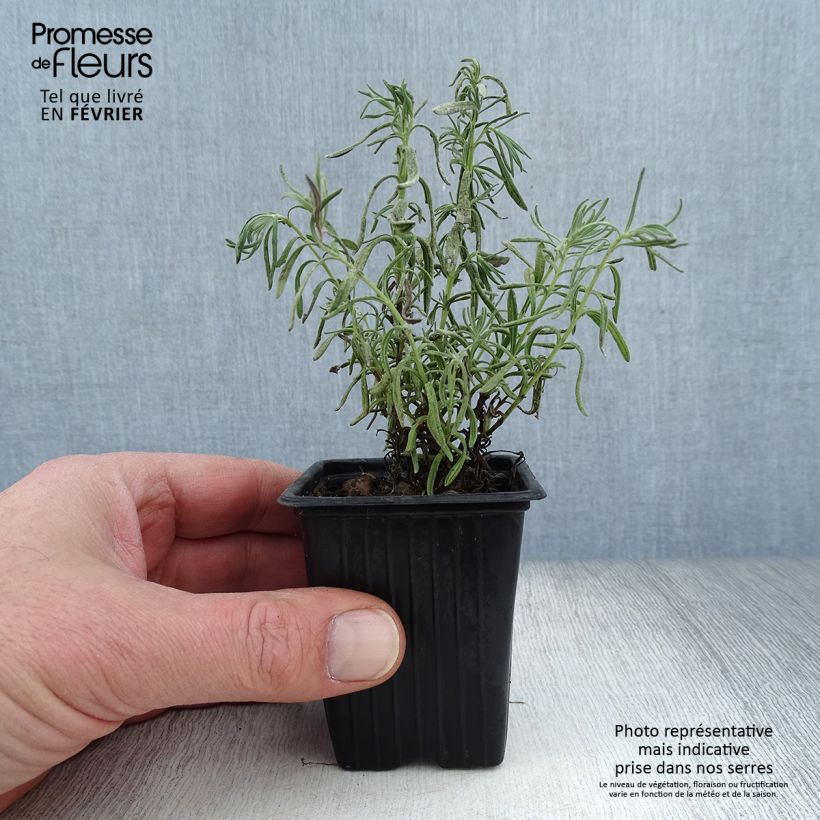 Example of Lavande papillon - Lavandula stoechas Kweekpotje van 7/8 cm as you get in hiver
