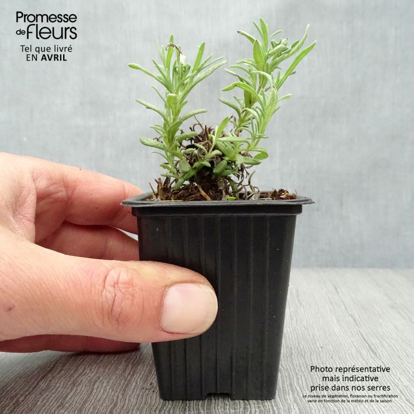 Exemplaar van Kuiflavendel - Lavandula stoechas Kweekpotje van 7/8 cm zoals geleverd in de lente