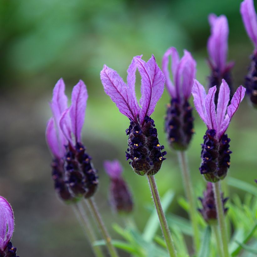 Lavandula stoechas Madrid Purple - Kuiflavendel (Bloei)