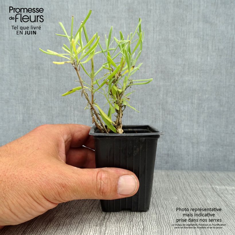 Exemplaar van Lavandula angustifolia Alba - Echte lavendel Kweekpotje van 7/8 cm zoals geleverd in de zomer