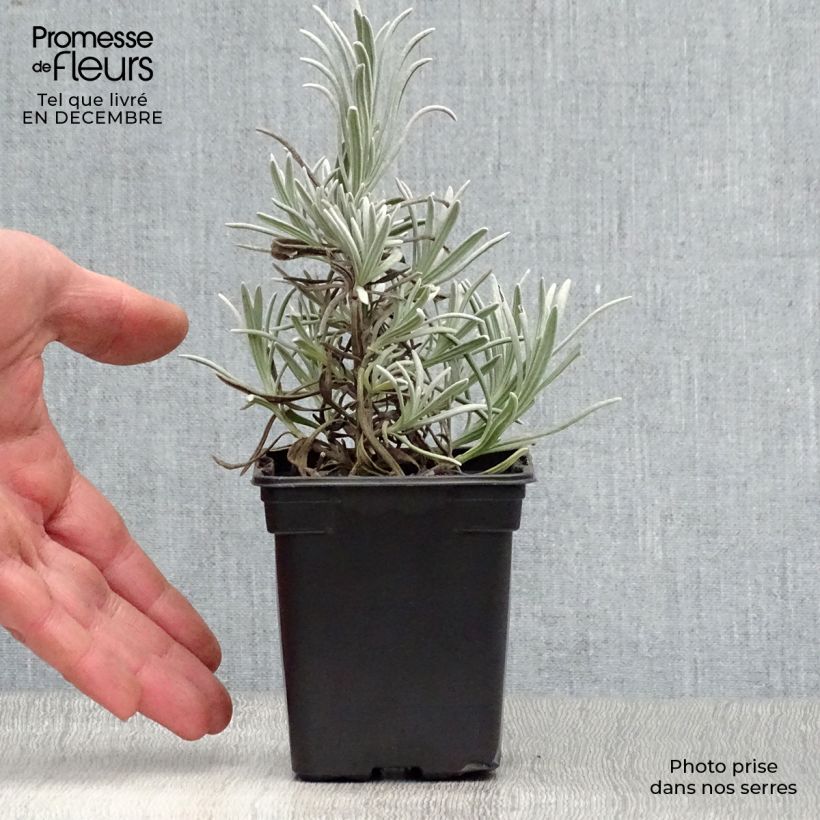 Example of Lavande vraie - Lavandula angustifolia Alba Kweekpotje van 7/8 cm as you get in hiver