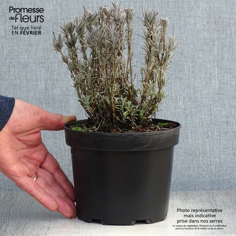 Example of Lavande vraie - Lavandula angustifolia Alba Pot van 2 l/3 l as you get in hiver