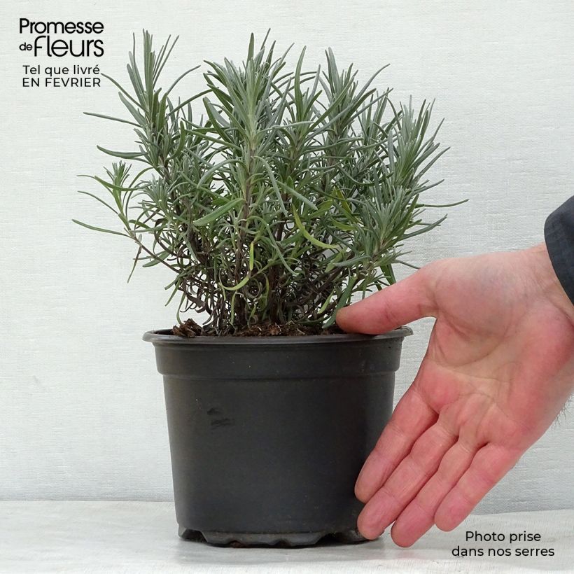 Example of Lavandula angustifolia Dwarf Blue - Echte lavendel Pot van 2 l/3 l as you get in hiver