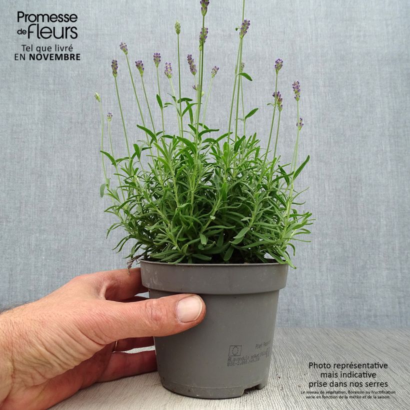 Exemplaar van Lavandula angustifolia Hidcote - Echte lavendel Pot van 12 cm / 13 cm zoals geleverd in de herfst