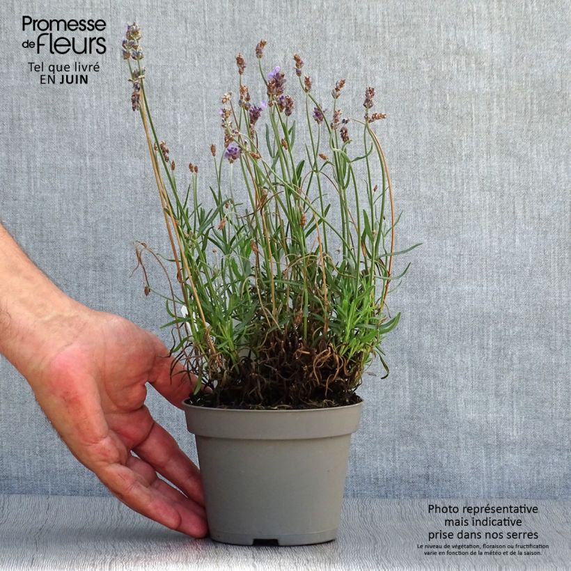 Exemplaar van Lavandula angustifolia Hidcote - Echte lavendel Pot van 12 cm / 13 cm zoals geleverd in de zomer