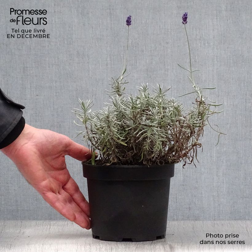 Example of Lavande vraie - Lavandula angustifolia Hidcote Pot van 1,5 l/2 l as you get in hiver
