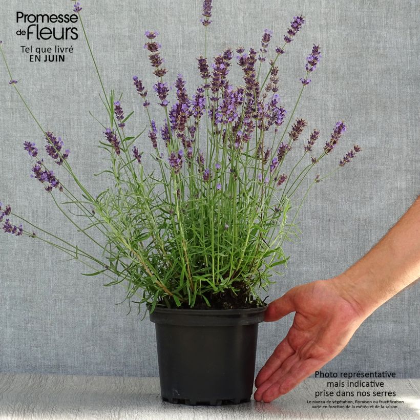 Exemplaar van Lavandula angustifolia Hidcote - Echte lavendel Pot van 1,5 l/2 l zoals geleverd in de zomer