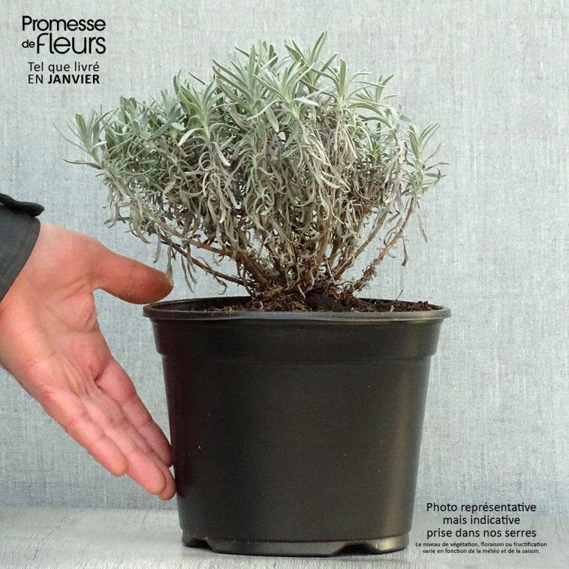 Example of Lavande vraie - Lavandula angustifolia Hidcote Pot van 3 l/4 l as you get in hiver