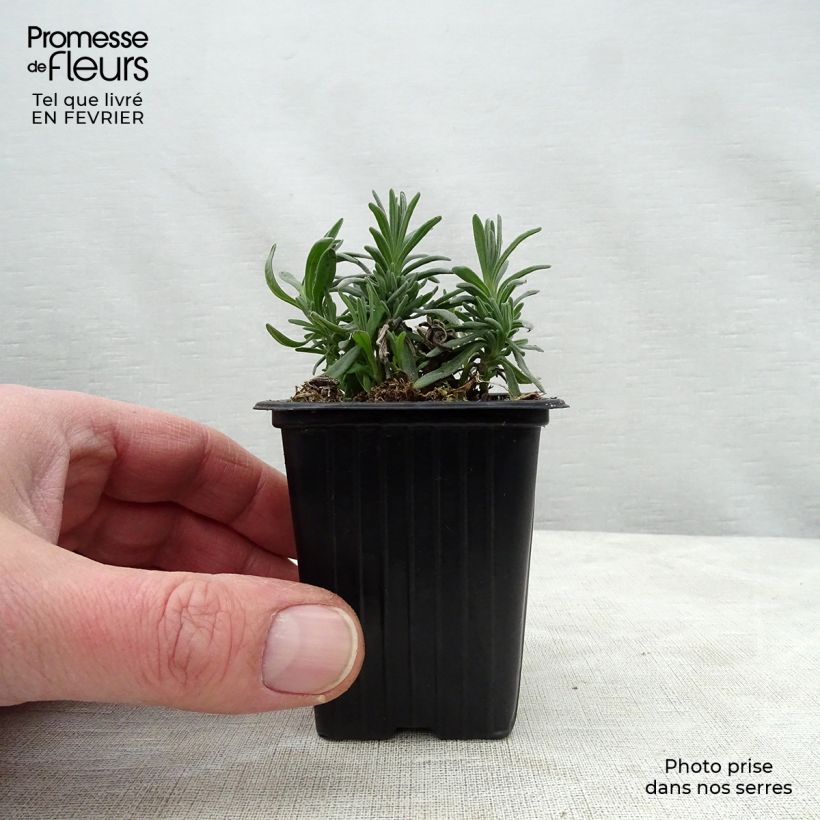 Example of Lavande vraie - Lavandula angustifolia Rosea Kweekpotje van 7/8 cm as you get in hiver