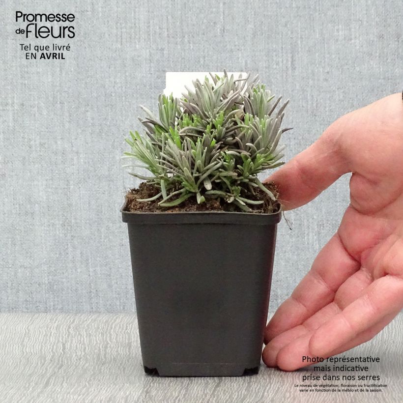 Exemplaar van Lavandula angustifolia Rosea - Echte lavendel Kweekpotje van 7/8 cm zoals geleverd in de lente