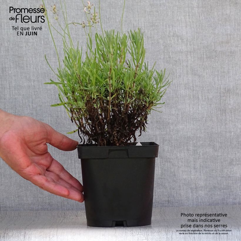 Exemplaar van Lavandula angustifolia Rosea - Echte lavendel Pot van 2 l/3 l zoals geleverd in de zomer