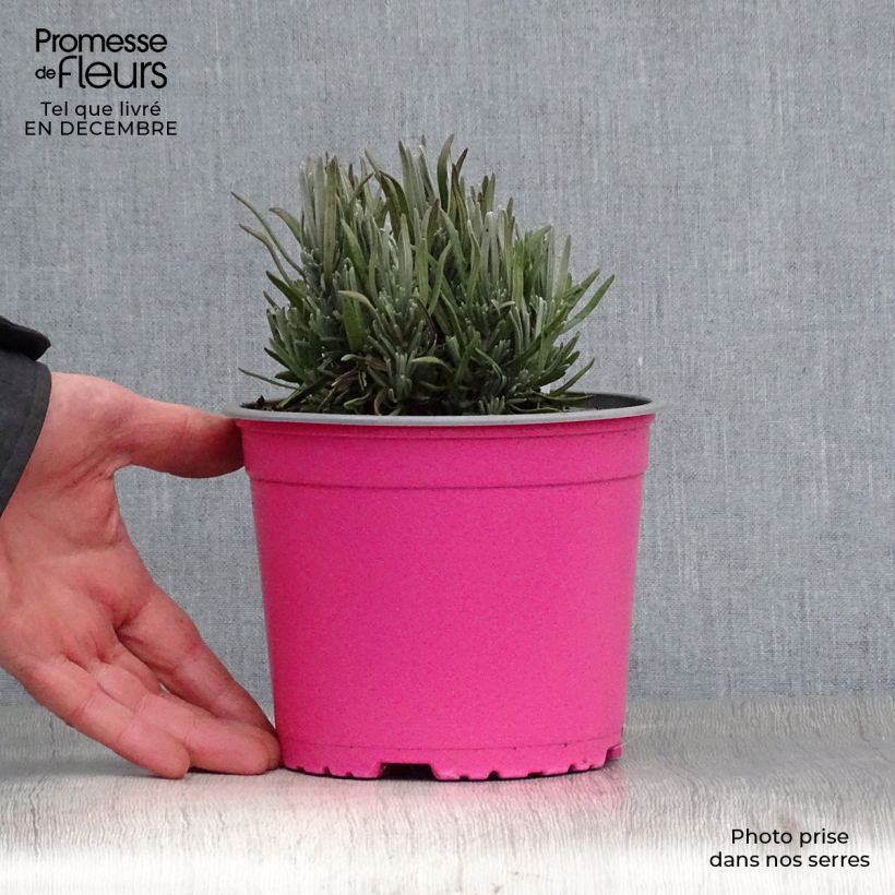 Example of Lavande vraie - Lavandula angustifolia Rosea Pot van 2 l/3 l as you get in hiver