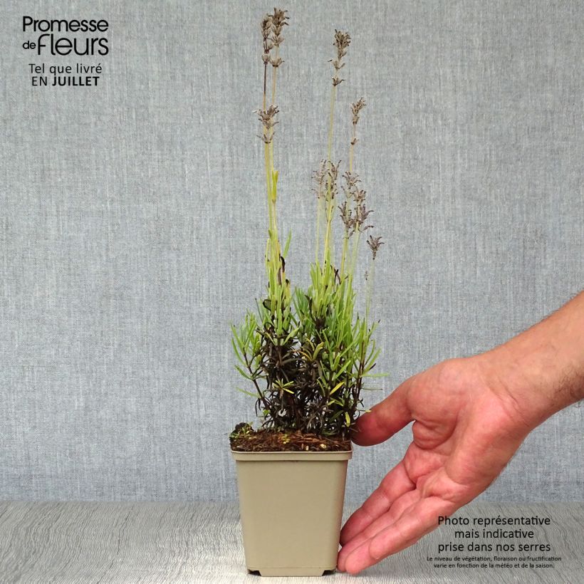 Exemplaar van Lavandula angustifolia Middachten - Echte lavendel Kweekpotje van 8/9 cm zoals geleverd in de zomer