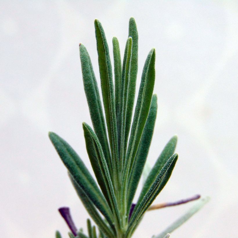 Lavandin - Lavandula intermedia (Foliage)
