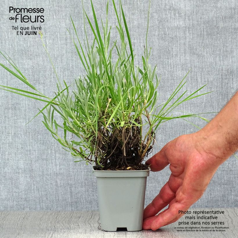Exemplaar van Lavandin - Lavandula intermedia Kweekpotje van 8/9 cm zoals geleverd in de zomer