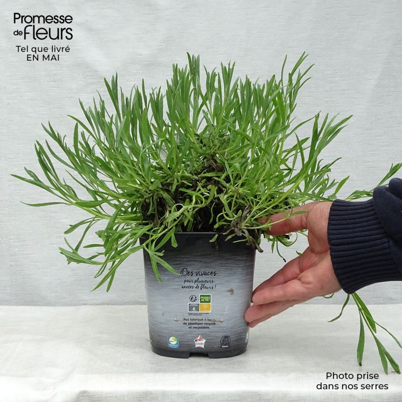 Exemplaar van Lavandin - Lavandula intermedia Pot van 2 l/3 l zoals geleverd in de lente