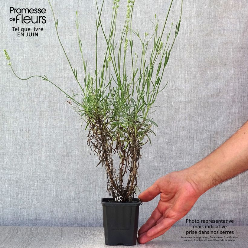 Exemplaar van Lavandin Grappenhall - Lavandula intermedia Kweekpotje van 8/9 cm zoals geleverd in de zomer